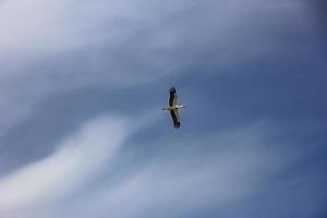 naturlig vit stork i flyg, spridning vingar, blå himmel med moln foto