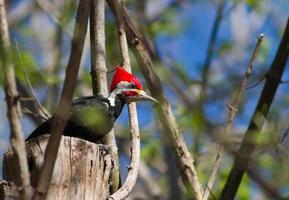 svart hackspett i dess naturlig livsmiljö i cordoba argentina foto