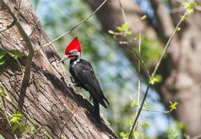 svart hackspett i dess naturlig livsmiljö i cordoba argentina foto