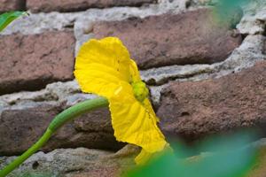 manlig och kvinna blommor av luffa eller vegetabiliska svamp foto