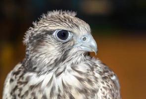 närbild av en gyrfalcon fågel foto