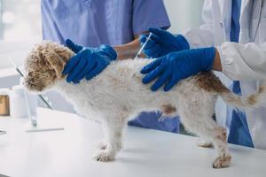 veterinär granskning hund och katt. valp och kattunge på veterinär läkare. djur- klinik. sällskapsdjur kolla upp upp och vaccination. hälsa vård. foto