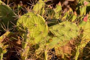 grön kaktusar växt foto
