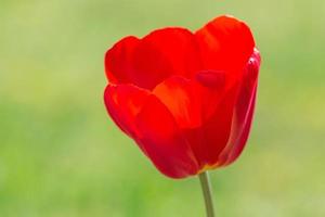 stänga upp av röd tulpan blomma mot grön bakgrund foto
