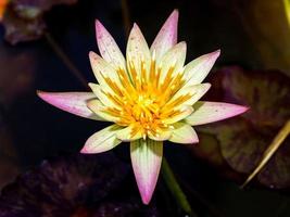 lotusblomma i naturen