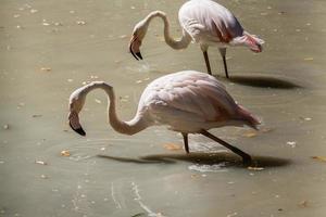 flamingo närbild av dricka vatten foto