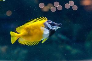 fisk siganus vulpinus foto