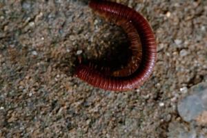 tusenben promenad på de jord under de regnig säsong i Indonesien, makro skjuta foto