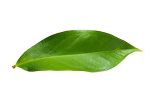 syzygium malacense blad på vit bakgrund foto