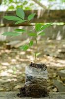longan frön växa i en särskild plast form innan varelse rörd till vara planterat, växt frön foto