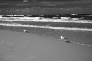 lugna hav landskap på de strand av de baltic hav i polen med seagulls på en solig dag foto