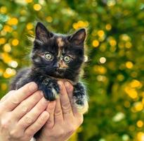 calico kattunge i händerna foto