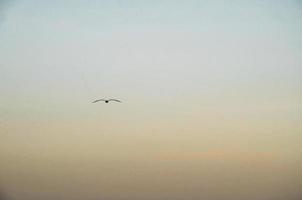 fågel i himlen vid solnedgången foto