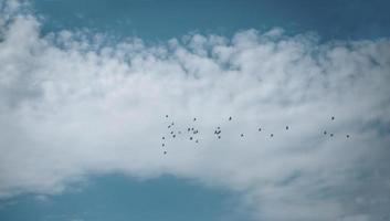 flock fåglar i en blå himmel foto