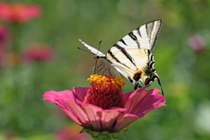 fjäril knapp makaonfjäril Sammanträde på zinnia flowe foto