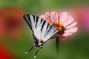 knapp makaonfjäril fjäril Sammanträde på zinnia foto