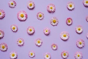 blommor sammansättning av kamomill, kronblad på pastell lila bakgrund. vår, sommar begrepp. platt lägga, topp se, kopia Plats foto