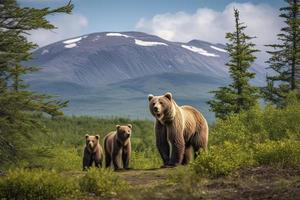 brun Björn och två ungar mot en skog och berg bakgrund på katmai nationell parkera, alaska foto