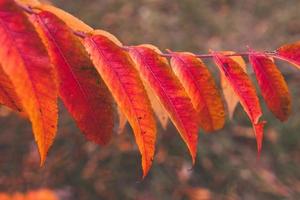 l gyllene höst löv på en träd i en parkera under värma oktober Sol foto