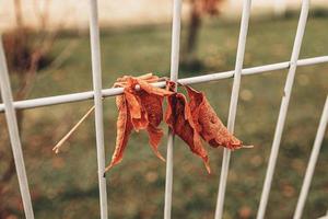 röd höst ensam löv på en metall staket foto