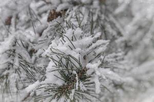 vinter- kvist av barr- träd täckt med vit färsk snö på en kall dag foto