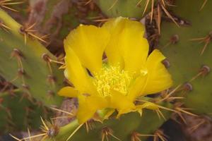 nyfiken stor grön original- kaktus blomma blommandeblomningblomning växande i de trädgård stänga upp foto