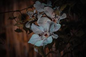 höst blomma på en brun bakgrund i de trädgård foto