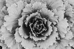 utsmyckad abstrakt bakgrund med dekorativ blomma filea höst kål foto