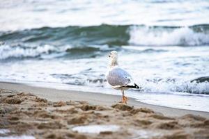 stor fiskmås fågel på de Strand av de baltic hav i polen foto