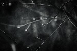 regndroppar på en gren av en bladlösa träd i närbild i januari foto