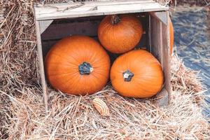 stor höst orange pumpor i ett utomhus- trädgård foto