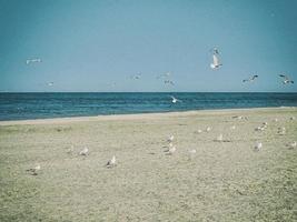lugna hav landskap på de strand av de baltic hav i polen med seagulls på en solig dag foto