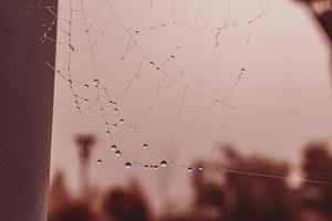 liten mjuk vatten droppar på en Spindel webb på ett höst dag närbild utomhus foto