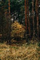 höst skog landskap på grå november dag foto