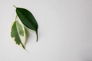 två grön löv på vit bakgrund. ett blad har vit fläckar. vitiligo hud problem symbol. foto
