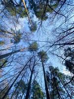 träd i de skog och himmel. vertikal bakgrund. foto