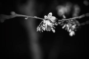 vår träd blomning i rosa i närbild utomhus i de värma solsken foto