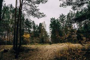 höst skog landskap på grå november dag foto