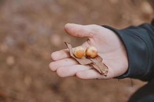 höst ek blad med övervintrar insekter på de Pojkar hand i närbild foto