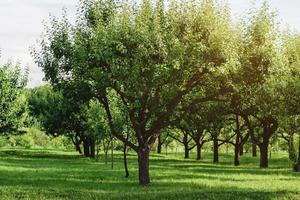 rader av päron träd i sommar fruktträdgård foto