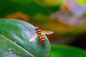 hoverfly svart och gul på en grön blad med otrolig detaljer foto