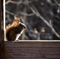 mycket liten röd ekorre i Carolina bergen foto