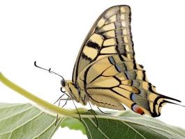 papilio machaon fjäril på en grön blad över vit foto