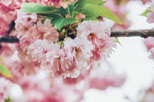 rosa äppleblomma närbild foto