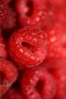 bakgrund av mogen röd hallon frukt naturlig friska vitaminer kraft stor storlek hög kvalitet botanisk skriva ut rubus phoenicolasius familj Rosaceae foto