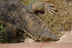 brun stor predatory drake ödla närbild foto