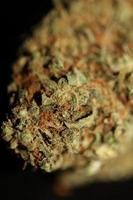 recept medicinsk marijuana blomma i svart duk cannabis knopp ogräs anstränga super citron- dis botanisk bakgrund stor storlek hög kvalitet rökning grafik foto