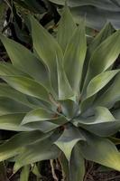 grön exotisk kaktus växt i närbild skapande ett intressant bakgrund foto