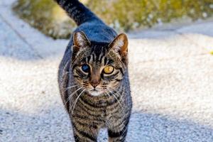 hemlös man blind i ett öga grå tabby katt på de gata foto