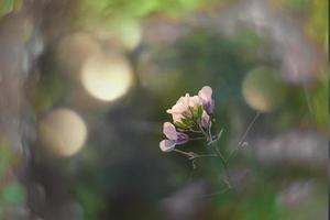 liten delikat höst blommor i de trädgård på en bakgrund med bokeh foto